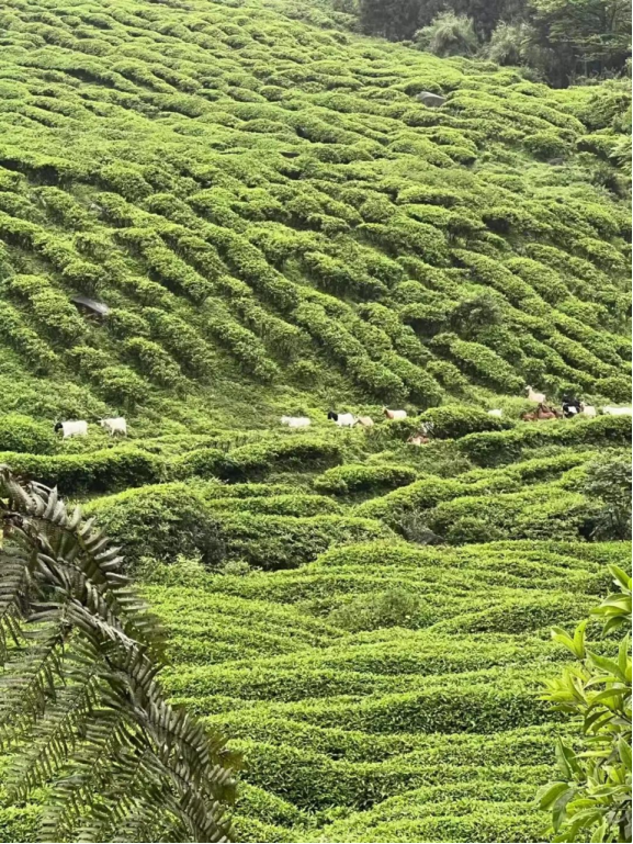 马边周家沟